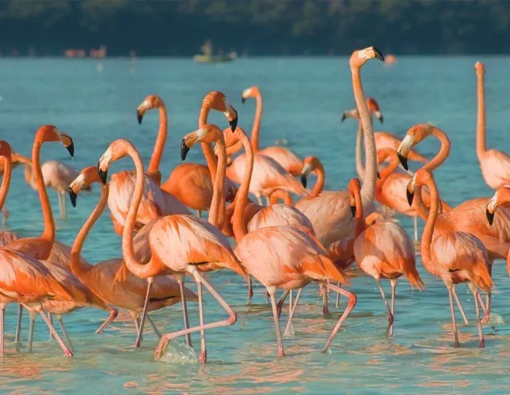Las mejores playas de Yucatán, descúbrelas al rentar un auto en Thrifty