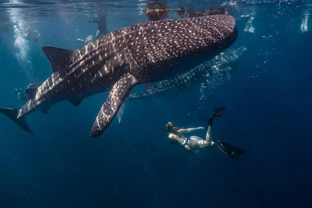 Woman diving with whale shark