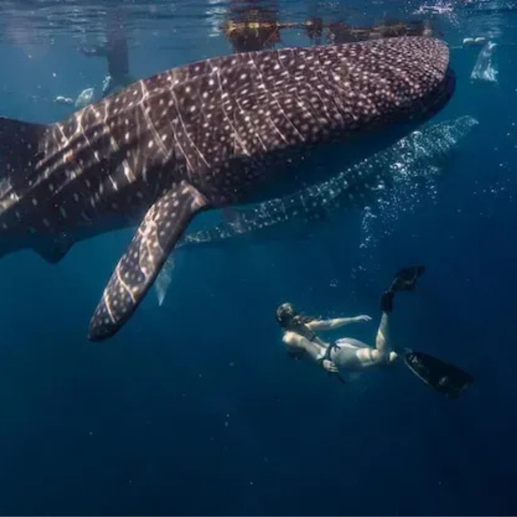 Temporada de tiburón ballena en Quintana Roo 2026 con Hertz México